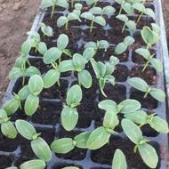 بوته نشا خیار