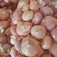 پیاز زرد.محلی زنجان