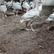 جوجه بوقلمون بیوتی 6