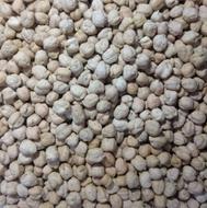 نخود بهاره دیم