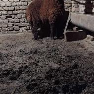 گوسفند بره ماده 1 راس