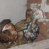 دوتا جوجه یه جوجه خروس یه جوجه مرغ