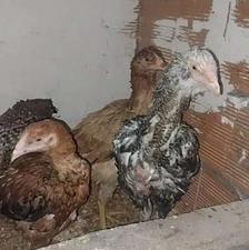 دوتا جوجه یه جوجه خروس یه جوجه مرغ