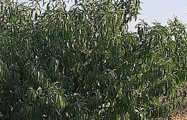 باغچه300متری اقساطی تنکمان کرج هشتگرد کمالشهر نظراباد