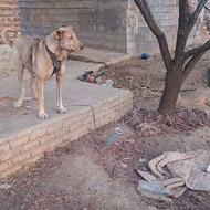 ماده سگ نژاد دار . واگذاری 