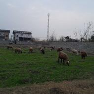 گله گوسفند شصت تایی