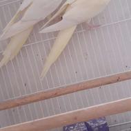 معاوضه جفت طوطی عروس