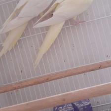 معاوضه جفت طوطی عروس