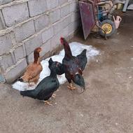 لاری اصیل خوش روخ