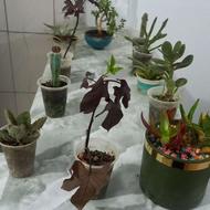 نیم واحد تمیز رنگ شده