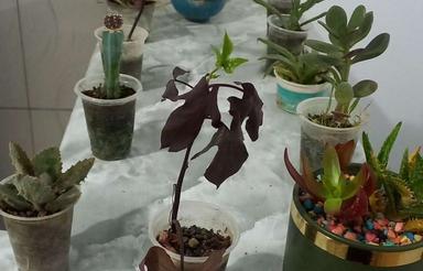 نیم واحد تمیز رنگ شده