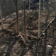 قفس برا مرغ وسگ