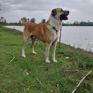 سگ خراسانی خوش رخ