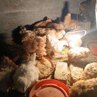 مرغ و خروس برهما