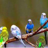 خریدار مرغ عشق