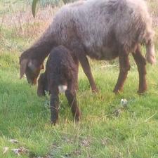 گوسفند نره ورمار 2شکم