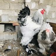 فروش جوجه برهما لایت و بلو لایت