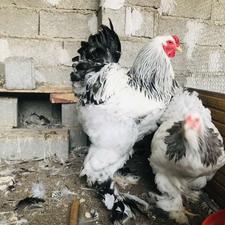 فروش جوجه برهما لایت و بلو لایت