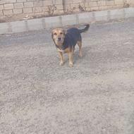 سگ پاکوتاه ماده