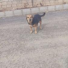 سگ پاکوتاه ماده