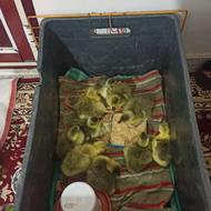 تعداد 16 تا جوجه غاز سالم ودرشت تبار