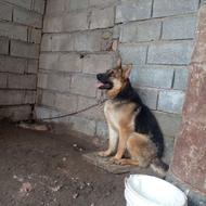 سگ ژرمن9ماهه واگذاری