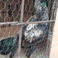 خروس لاری نسل خوب