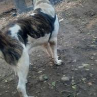 واگذاری سگ البای اصل از بهترین خط خونی