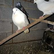 کبوتر سفید پرشی و تخمگذار