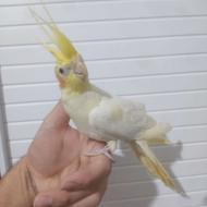 جوجه عروس هلندی لوتینو زعفرانی دست اموز