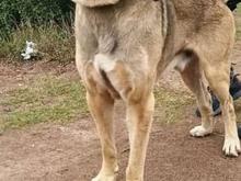 سگ پژدر ..... در شیپور