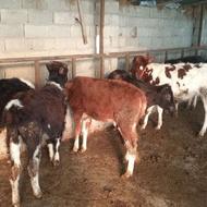 فروش گوساله نر ماده