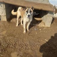 سگ نردوساله ادمگیر