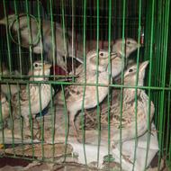 قناری جوانه نر