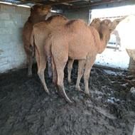 کشتار بچه شتر برای ماه رمضان