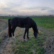 اسب کرد 3ساله یورقه اس