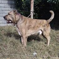 سگ خراسانی.