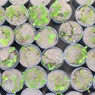 پیش فروش سبزه ی عید