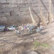 تخم مرغ نطفه دار گلین پنگوئنی