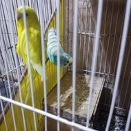 مرغ عشق خوش رنگ