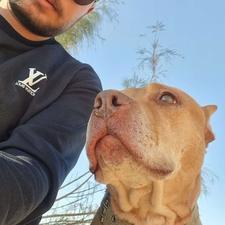 واگذاری سگ پیتبول ماده