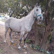 اسب‌اخته‌‌