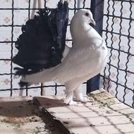 کفترچتری دم سیاه