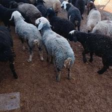 فروش بره نر یکدست