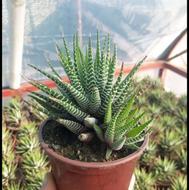 گل کوچیک کاشمر