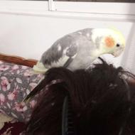 عروس هلندی با قفس