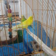 حیوانات خانگی پرنده