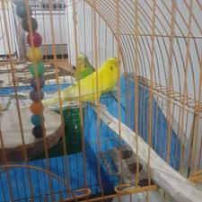 حیوانات خانگی پرنده