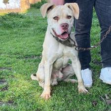 واگذاری سگ نگهبان