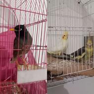 یک جفت عروس هلندی ومرغ مینا سخنگو